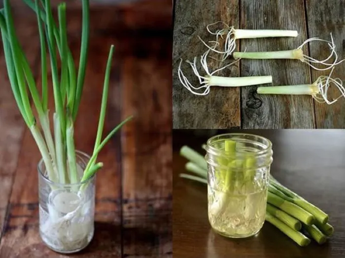 Trồng hành lá bằng nước (thủy canh)
