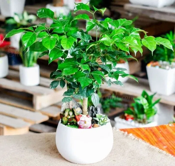 Cây hạnh phúc dễ trồng và dễ chăm sóc cây