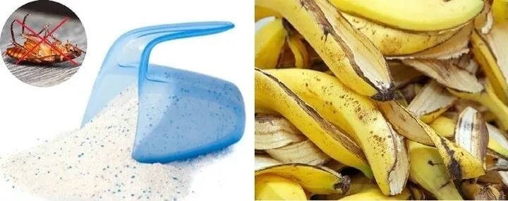 Gián là loài côn trùng gây hại phổ biến trong gia đình, mang theo nhiều vi khuẩn và mầm bệnh có thể ảnh hưởng đến sức khỏe.