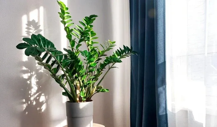 Môi trường thông gió kém là một trong những nguyên nhân khiến kim tiền dễ chết.