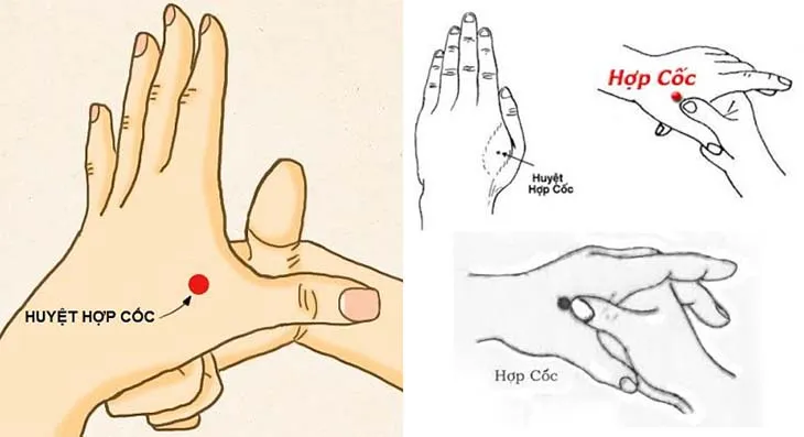 huyet-hop-coc-co-tac-dung-gi