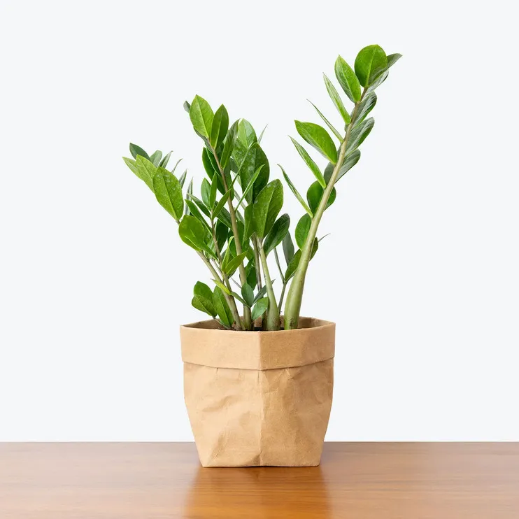 Chỉ nên tưới cây kim tiền vào sáng sớm hoặc chiều tối và tránh khoảng thời gian trưa nắng.