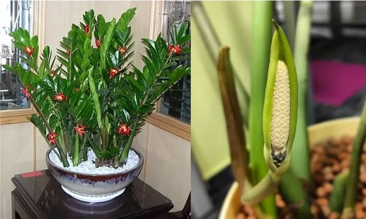 Cây kim tiền, hay còn gọi là cây phát tài, là loại cây rất phổ biến trong phong thủy và thường được trồng trước cửa nhà để thu hút tài lộc và sự thịnh vượng.