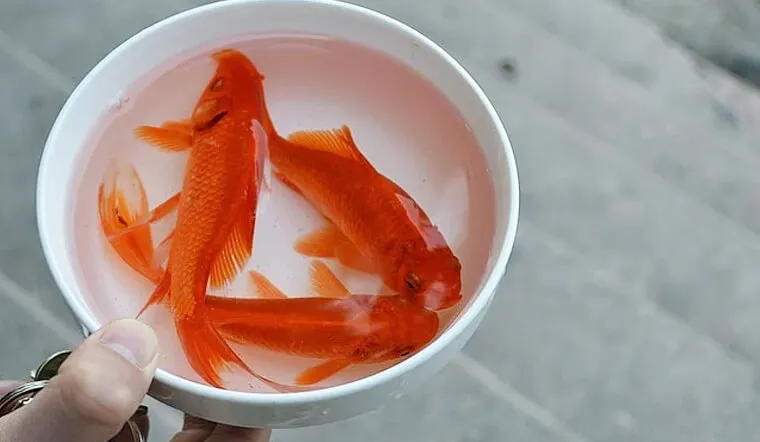 dai-ky-cung-ong-cong-ong-tao-03