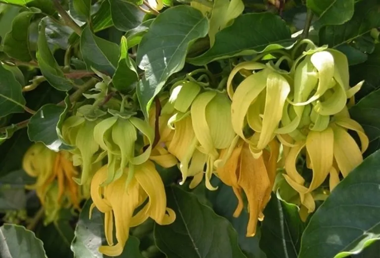 Hoa dẻ là loài cây thân gỗ lớn, sống lâu năm, tán lá rộng và nhiều cành nhỏ