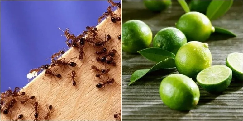 Trong nhà, nếu bạn để đồ ngọt không đúng cách, có thể thu hút một lượng lớn kiến.