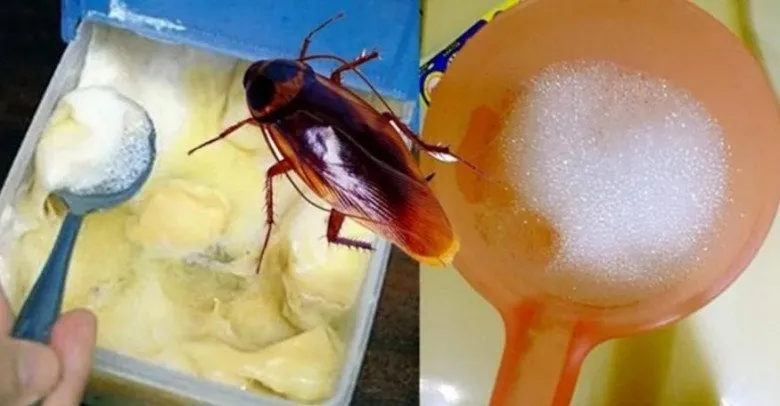 Đối với gián, đây là loài côn trùng khó chịu nhất, nhưng nếu biết cách, bạn hoàn toàn có thể tiêu diệt chúng một cách hiệu quả.