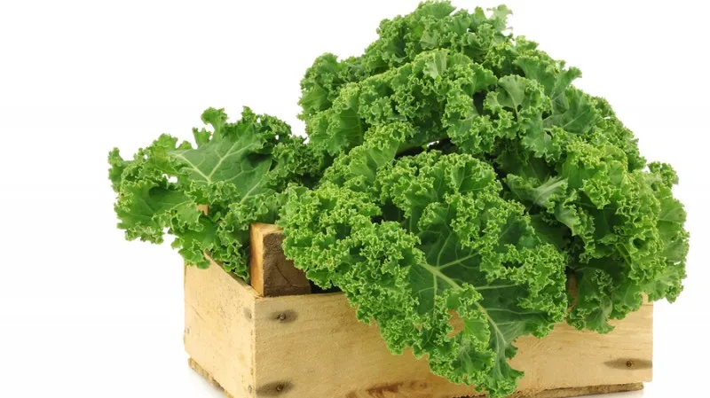 Kale1-800x449