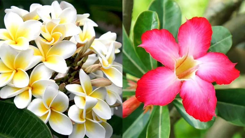 Theo phong thủy dân gian, hoa sứ nở càng nhiều thì gia đình càng thịnh vượng, dễ phát tài, phát lộc.