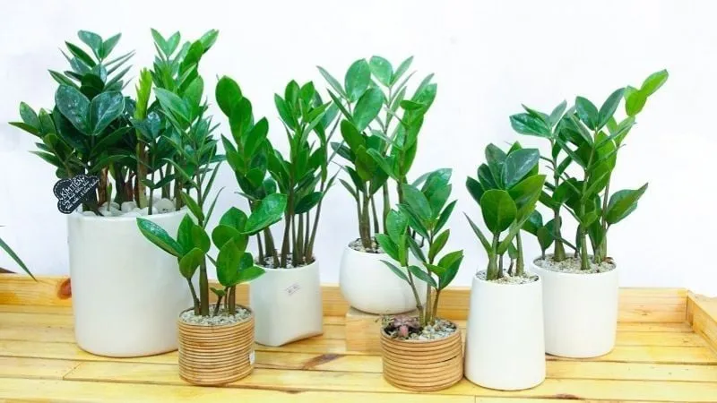Trồng cây Kim Tiền trong nhà không chỉ giúp làm đẹp không gian sống mà còn mang lại nhiều may mắn, tài lộc cho gia chủ.