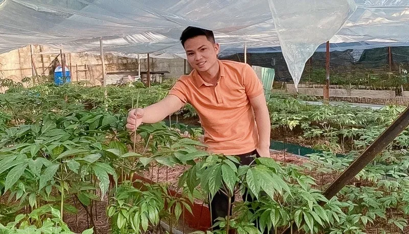 Mặc dù có kinh nghiệm trong việc trồng sâm Ngọc Linh tại Kon Tum, song khi đến vùng đất mới với phương pháp canh tác khác biệt, anh Nguyên đã trải qua không ít khó khăn