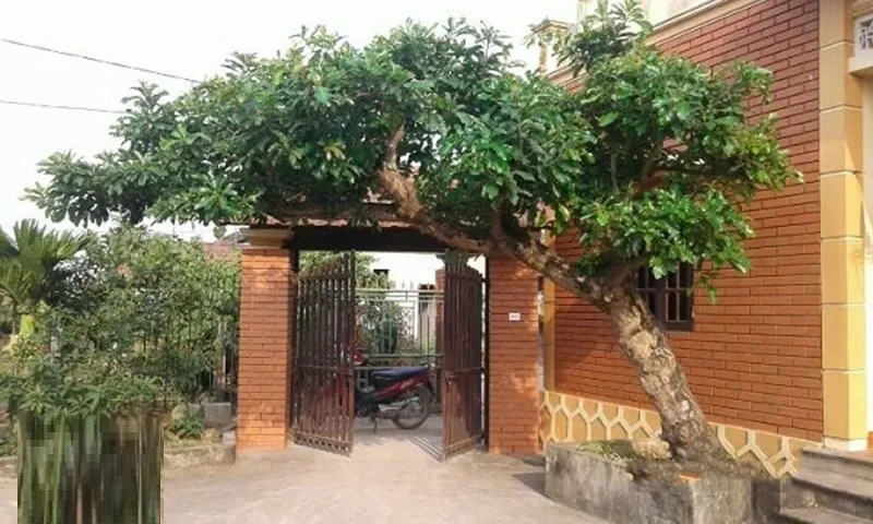 Cây lộc vừng không chỉ có hoa đẹp, mà còn mang đến nhiều ý nghĩa tốt lành cho gia đình.