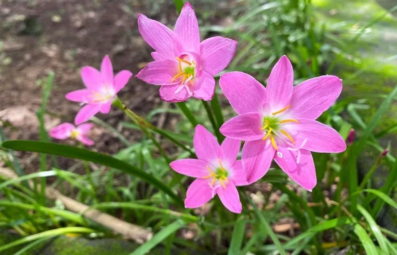 Cây hoa tóc tiên