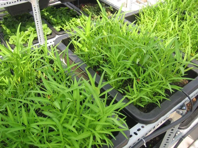 Rau muống ưa nước và nắng vào tháng 6 trồng rất hợp
