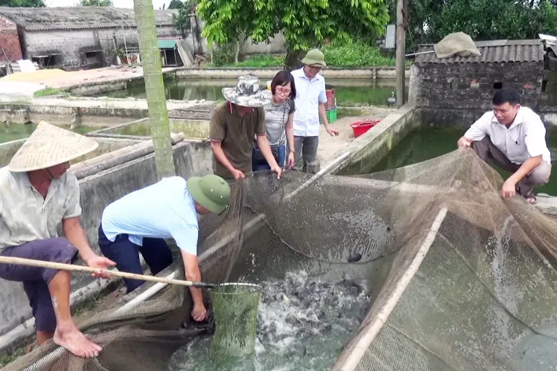 Hiện nay, mô hình nuôi cá của gia đình ông Thính quy mô lên đến 3ha với 8 ao nuôi