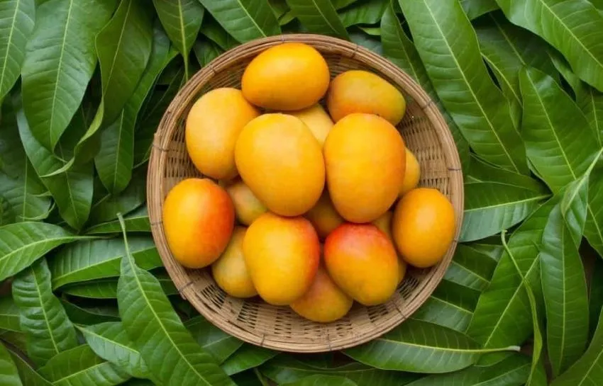 Tại các chợ quê, vào mùa, quả quéo được bán với giá khoảng 20.000-30.000 đồng/kg