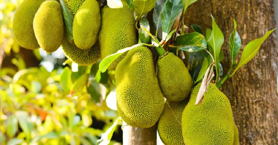 cay-chan-dung-tai-loc-04