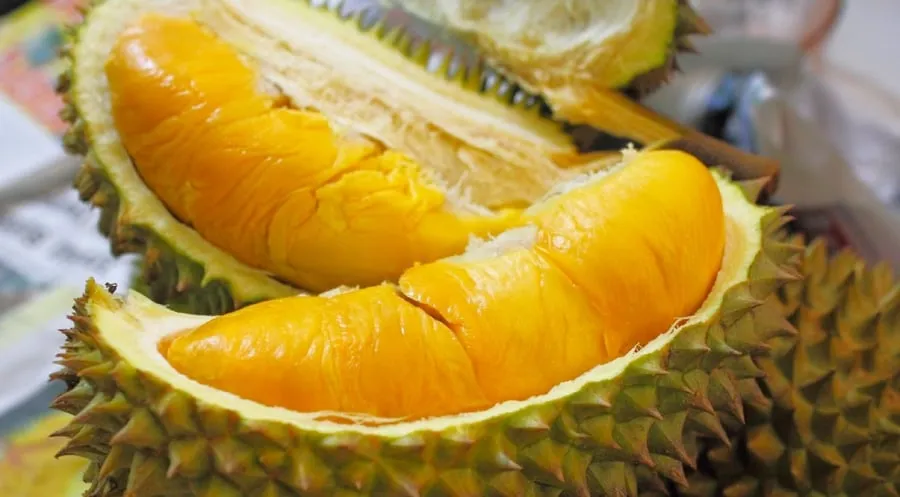 Sầu riêng cái thường tròn trịa và có phần cơm