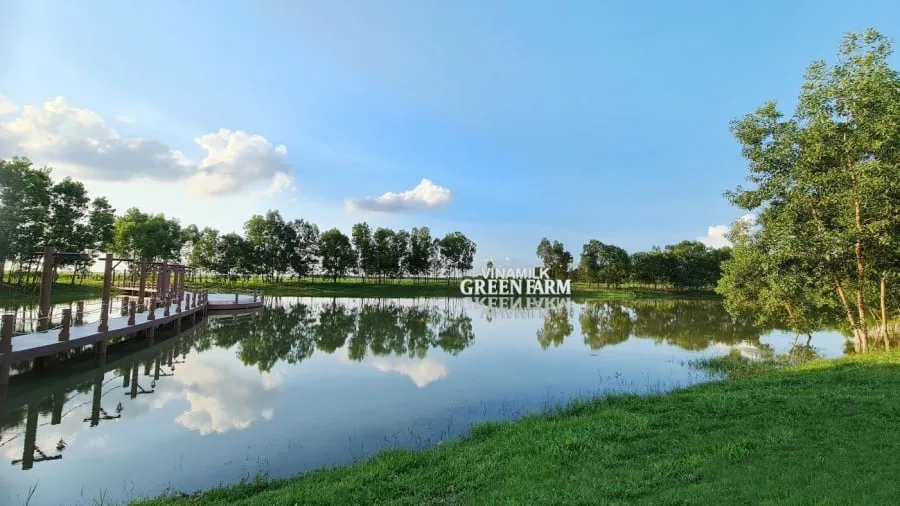 Mạch nước ngầm tại Trang trại Vinamilk Green Farm chính là yếu tố chính góp phần kiến tạo nên những hồ điều hòa sinh thái mang lại không khí mát mẻ, trong lành cho những cô bò