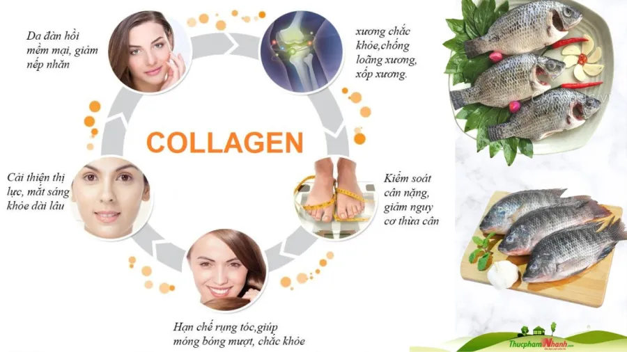 collagen-da-ca