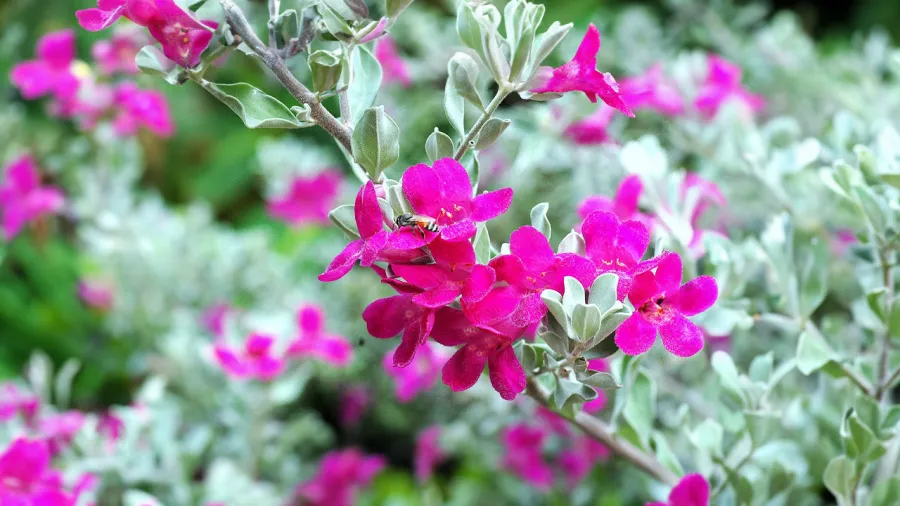 tuyet-son-phi-hong-truoc-nha 1