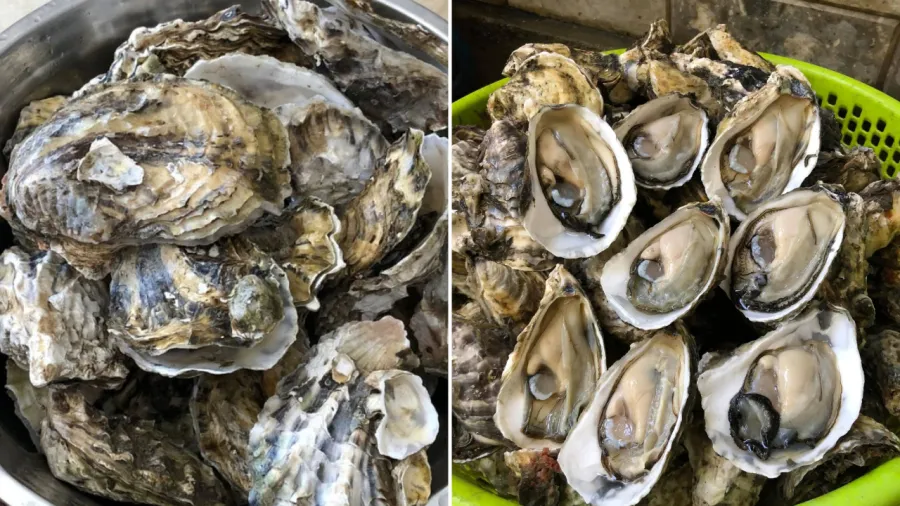 Khi chọn hàu sống, nên tránh mua những con có vỏ dễ mở.