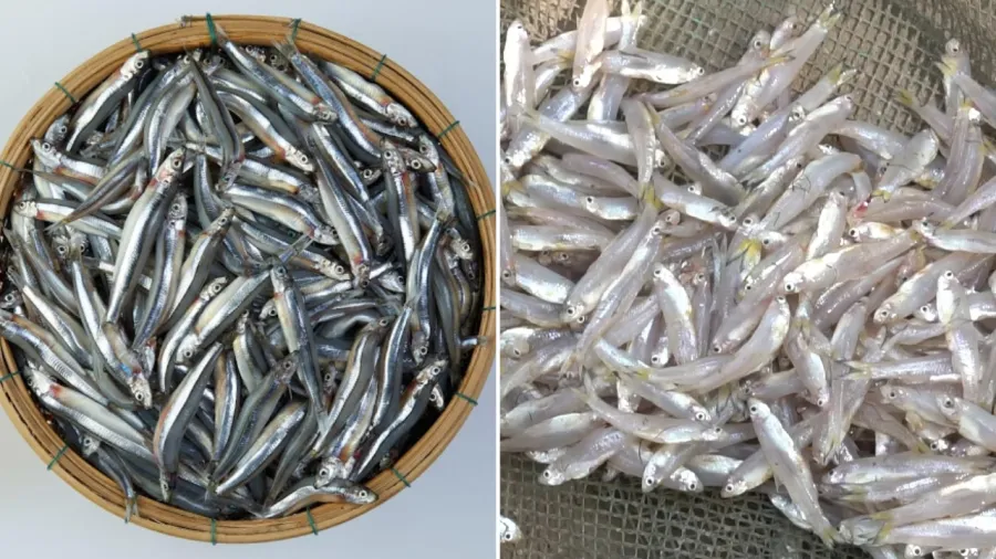 Cá cơm tuy nhỏ nhưng có giá trị dinh dưỡng cao, không hề thua kém các loại cá khác như cá hồi, cá thu, cá mòi...