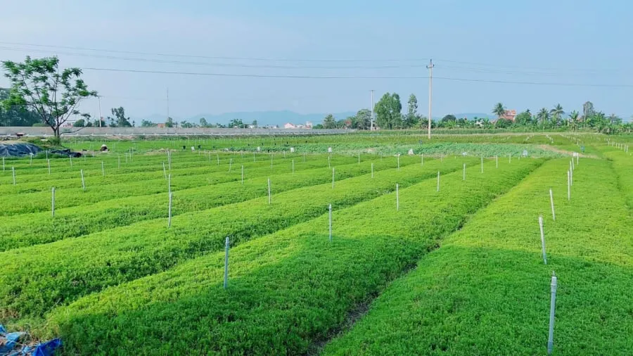 Rau nhót được bán với hai loại: loại bán xô có giá từ 10.000-15.000 đồng/kg và loại đã làm sạch, cung cấp cho các nhà hàng lớn tại thành phố với giá từ 20.000-30.000 đồng/kg