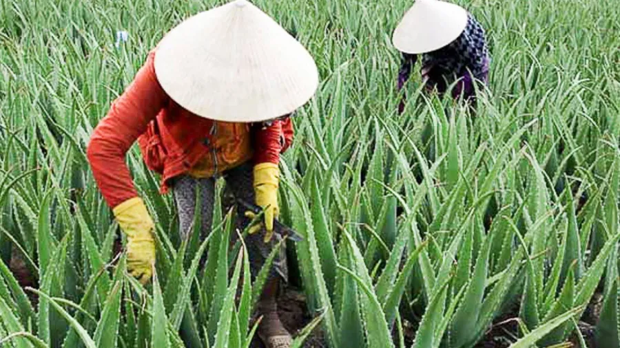 Cây nha đam cho năng suất ổn định, đạt 3 tấn mỗi sào
