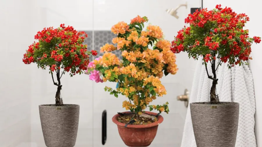 Không nên tưới nhiều dinh dưỡng cho hoa giấy