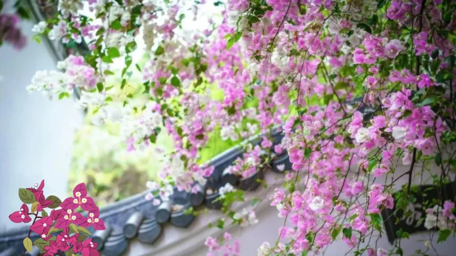 Hoa giấy ưa nắng