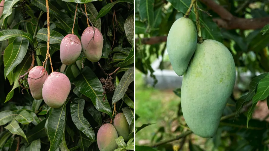 Cây xoài có thể trồng ở nhiều vị trí khác nhau.