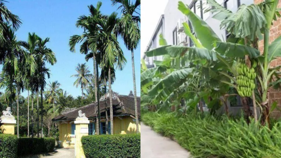 Trước cau sau chuối là một biểu tượng đẹp của thời ông bà