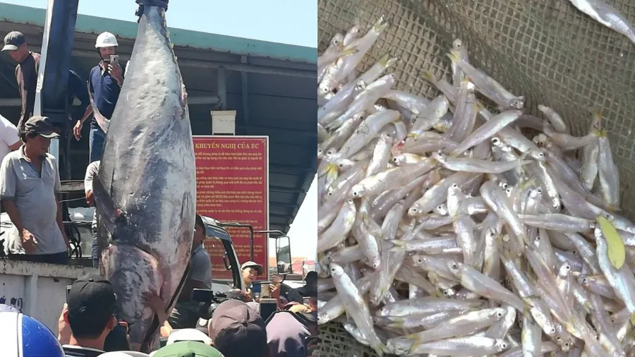 Nhiều người thích cá lớn nhưng chuyên gia khẳng định ăn cá nhỏ nhiều lợi ích