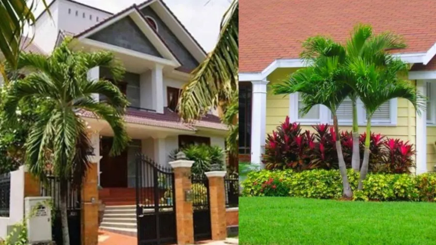 Ngày nay nhiều người trồng cau cảnh, chuối cảnh