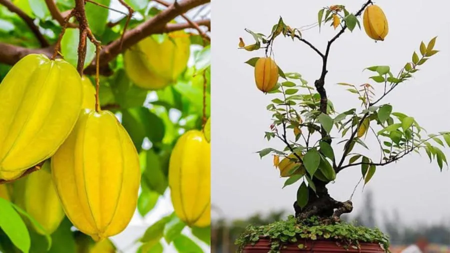 Cây khế không cần to, trồng trong chậu cũng có giá trị