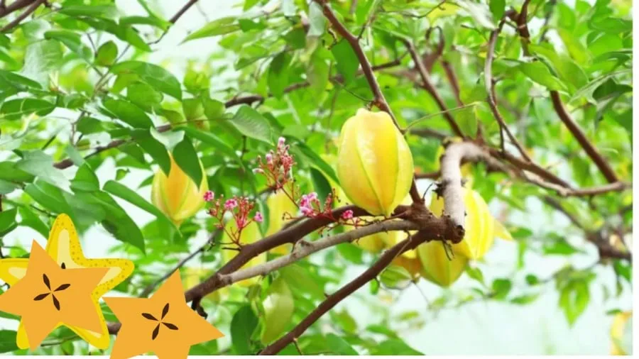 Cây khế vừa tốt cho sức khỏe vừa có giá trị phong thủy