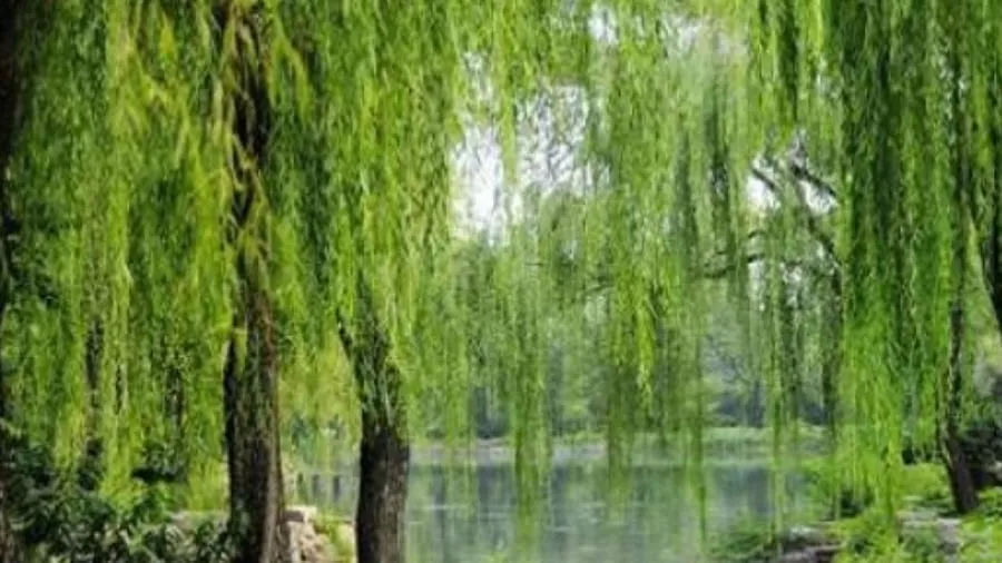 Cây liễu lúc nào cũng buồn