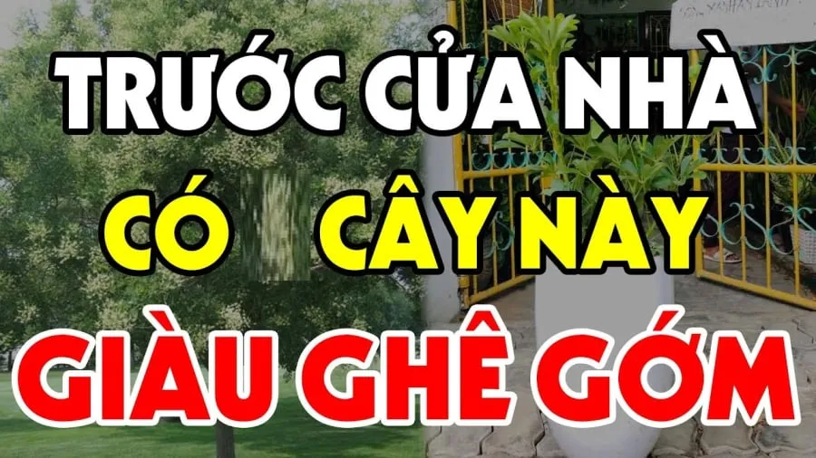 Trồng cây gì trong sân nhà là tốt nhất, kéo tài lộc về cho cả gia đình?