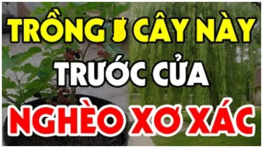 Những loại cây trồng trước nhà nghèo khổ