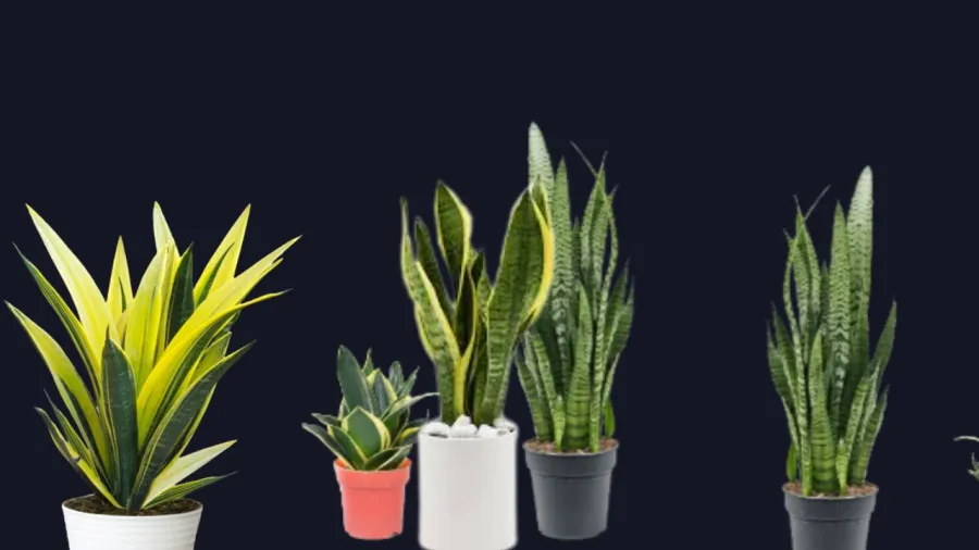 Cây lưỡi hổ là cây cảnh phong thủy tốt lành