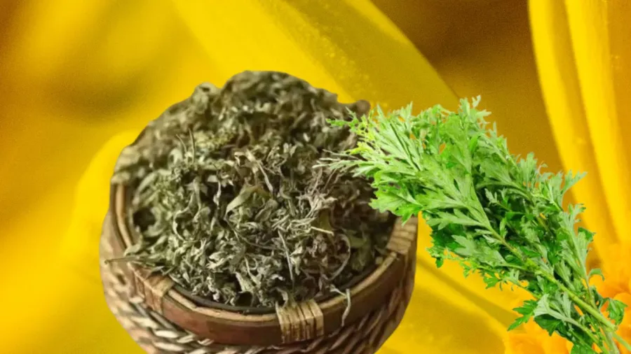 Rau ngải cứu thơm đuổi tà khí