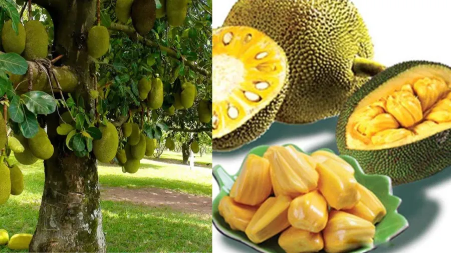 Cây mít cho gỗ tốt, quả ngon, lá nhiều công dụng