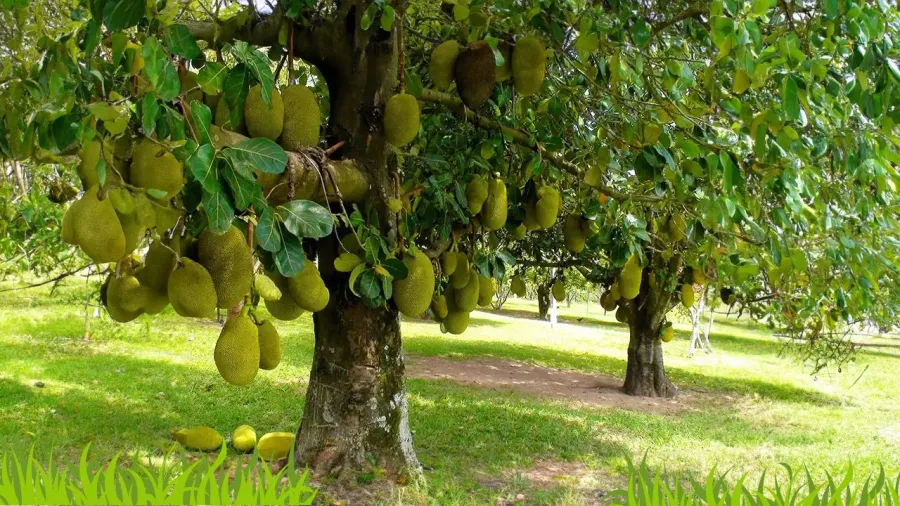 Nếu muốn trồng mít thì cần đất rộng hoặc chọn giống mít nhỏ trồng chậu