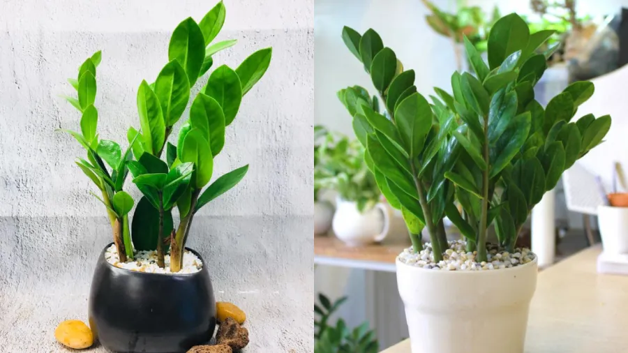 Cây kim tiền không chỉ có tác dụng làm cảnh, thanh lọc không khí mà còn có ý nghĩa cầu may mắn, tài lộc.