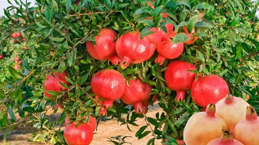 Cây lựu cảnh biểu trưng cho hạnh phúc