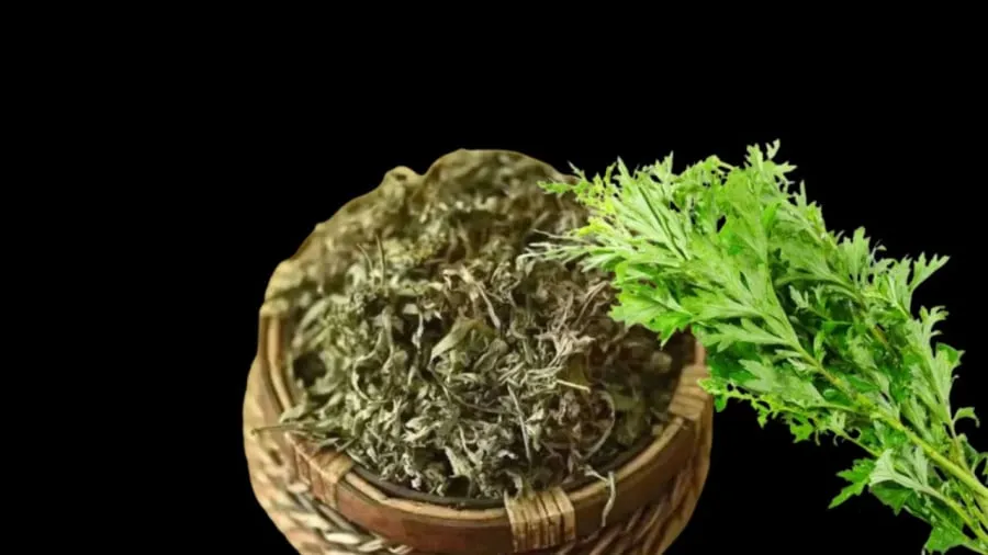 Ngải cứu giúp trừ tà