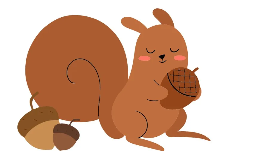 Sóc rất giỏi tích lũy