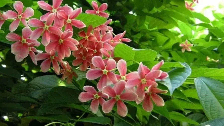 Sử quân tử mang lại vẻ đẹp và hương thơm ngọt ngào