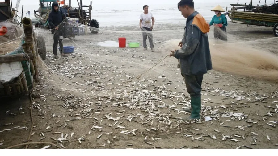 Vùng biển Việt Nam có nhiều cá trích. Ảnh minh họa